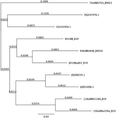 Genetic variation of Borreliella burgdorferi in Fairfax County, Virginia, targeting the OspC gene in white-footed mice